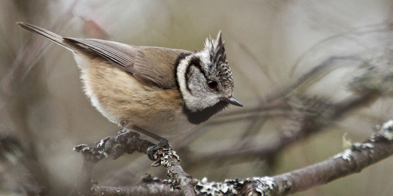 Haubenmeise Vogelart