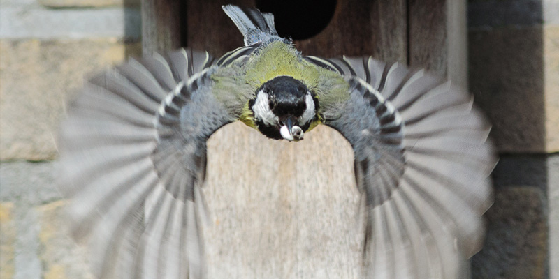 Kuriose Vogelwelt #7: Unterdrückte Vögel sind bessere Futterdiebe