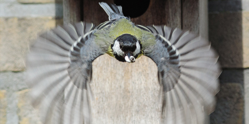 Vogel Futterdiebe