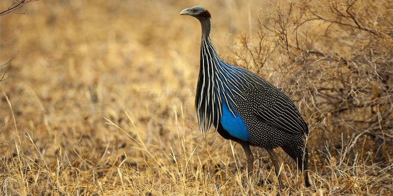 Vogelbeobachter Reiseziele