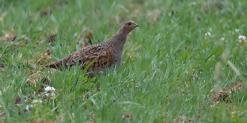 Rebhuhn – Aussterbendes Jagdtier