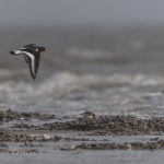 Vogelbeobachtung auf Sylt: Austernfischer