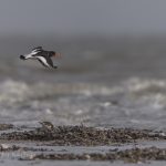 Vogelbeobachtung auf Sylt: Austernfischer