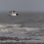 Vogelbeobachtung auf Sylt: Austernfischer