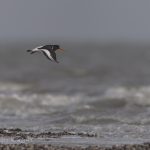 Vogelbeobachtung auf Sylt: Austernfischer