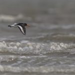 Vogelbeobachtung auf Sylt: Austernfischer