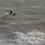 Vogelbeobachtung auf Sylt: Austernfischer