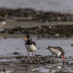 Vogelbeobachtung auf Sylt: Austernfischer