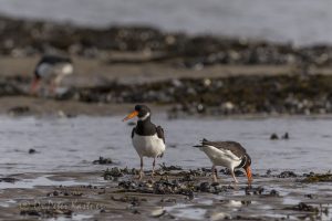 Vogelbeobachtung auf Sylt: Austernfischer