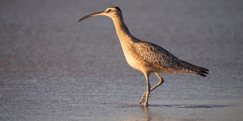 Regenbrachvogel – Seltener Gast des Nordens