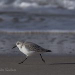 Vogelbeobachtung auf Sylt: Sanderling