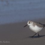 Vogelbeobachtung auf Sylt: Sanderling