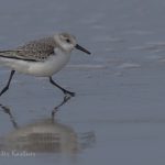 Vogelbeobachtung auf Sylt: Sanderling