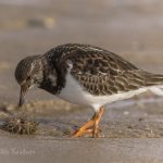 Steinwa%CC%88lzer Vogelart auf Sylt