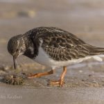 Steinwa%CC%88lzer Vogelart auf Sylt