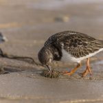 Steinwa%CC%88lzer Vogelart auf Sylt