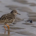 Steinwa%CC%88lzer Vogelart auf Sylt