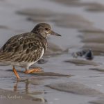 Steinwa%CC%88lzer Vogelart auf Sylt