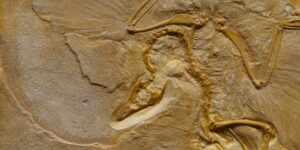 Archaeopteryx & Co. – Vögel der Urzeit