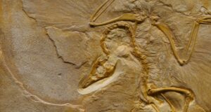 Archaeopteryx & Co. – Vögel der Urzeit