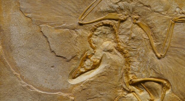 Archaeopteryx & Co. – Vögel der Urzeit