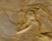 Archaeopteryx & Co. – Vögel der Urzeit