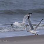 Mo%CC%88wen auf Sylt