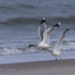 Mo%CC%88wen auf Sylt