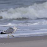 Mo%CC%88wen auf Sylt