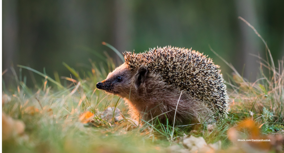 Das Foto zeigt einen Igel auf einer Wiese im Garten.