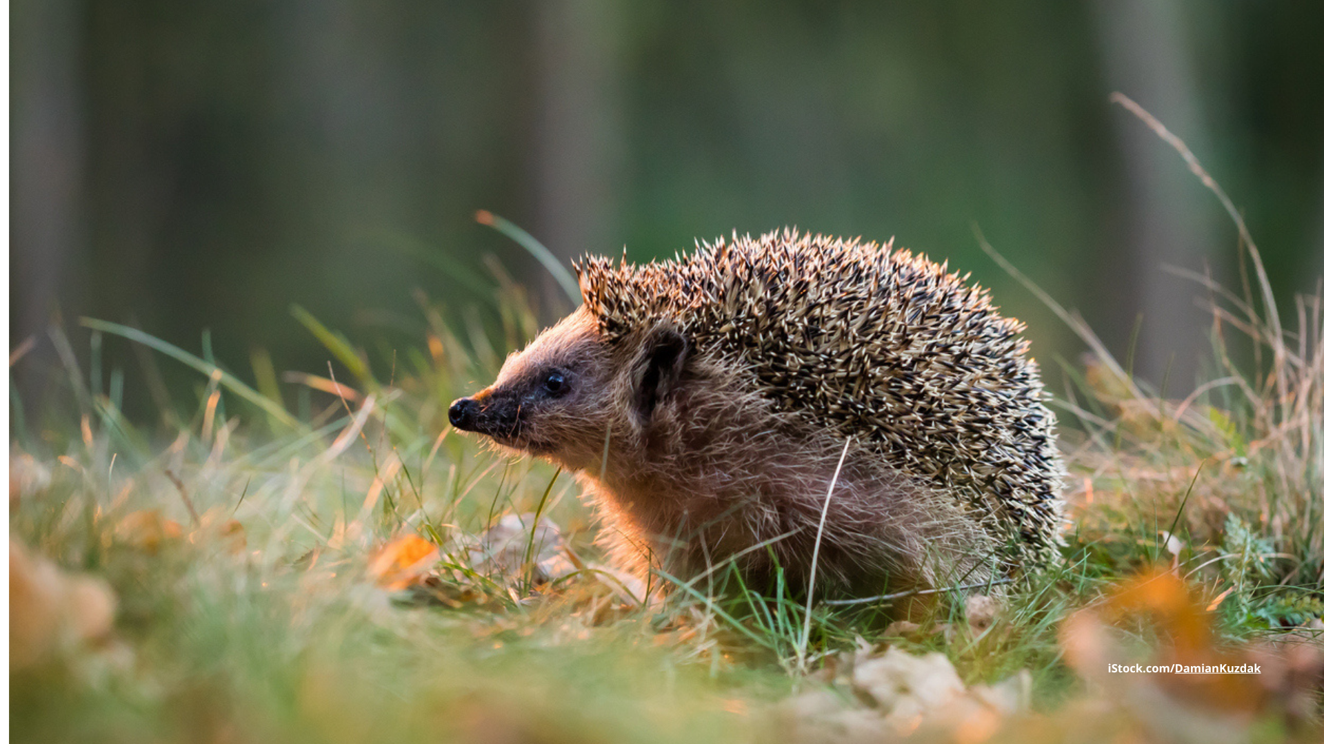 Igel im Garten: Was tun bei stacheligem Besuch?