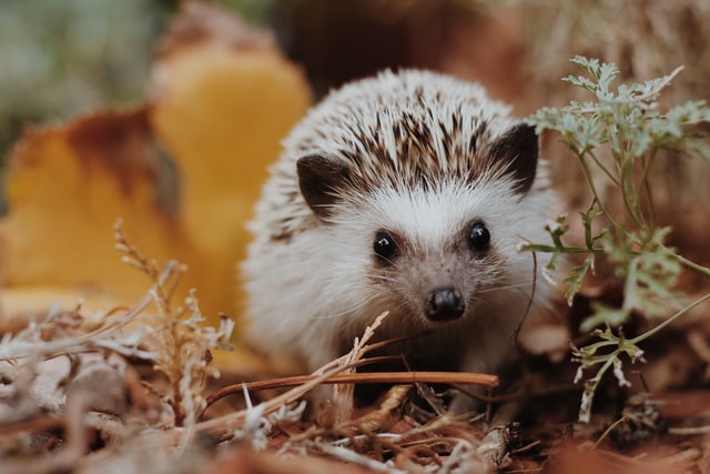 Ein Igel läuft durch herbstliches Laub.