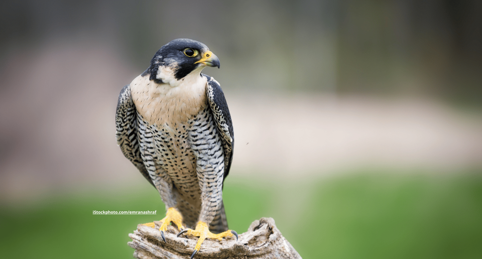 Ein Wanderfalke, der auf einem Baumstumpf sitzt.