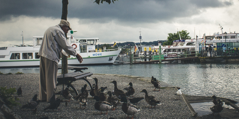 Ist Enten füttern erlaubt? – Alles zur Wasservogelfütterung