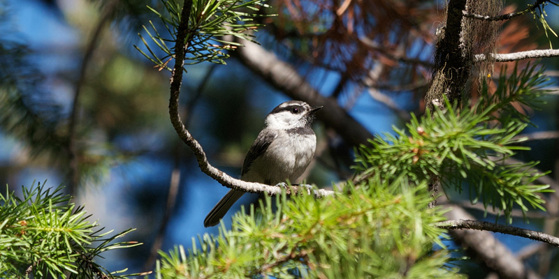 Kuriose Vogelwelt #8: Mit Dialekt singen