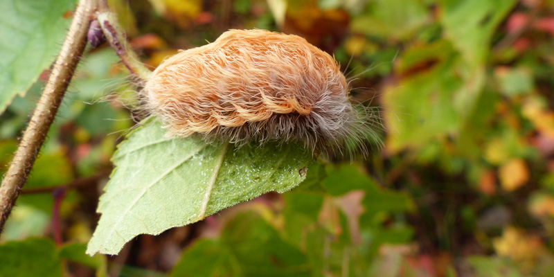 Kuriose Vogelwelt #9: Küken tarnt sich als giftige Raupe