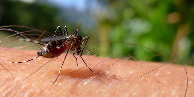 Mehr als sieben auf einen Streich – Hausmittel gegen Stechmücken