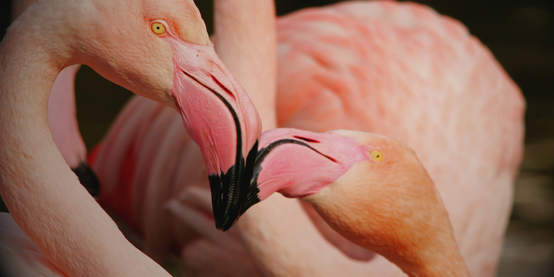 Rosaflamingo – Flüchtling in Pink