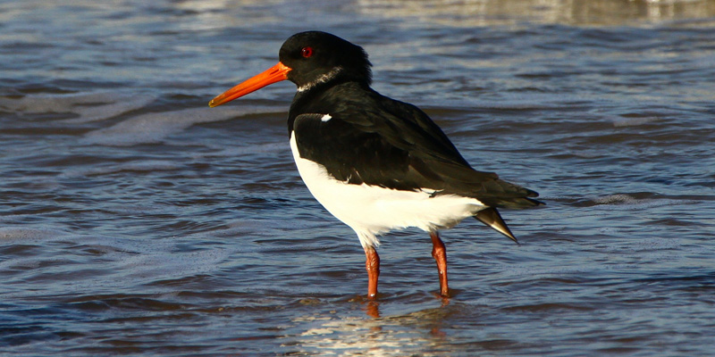 Vogelart Austernfischer