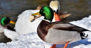 Ist Enten füttern erlaubt? – Alles zur Wasservogelfütterung