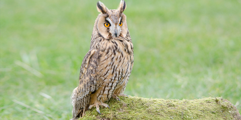 Waldohreule – Lautlos mit gespitzten Lauschern