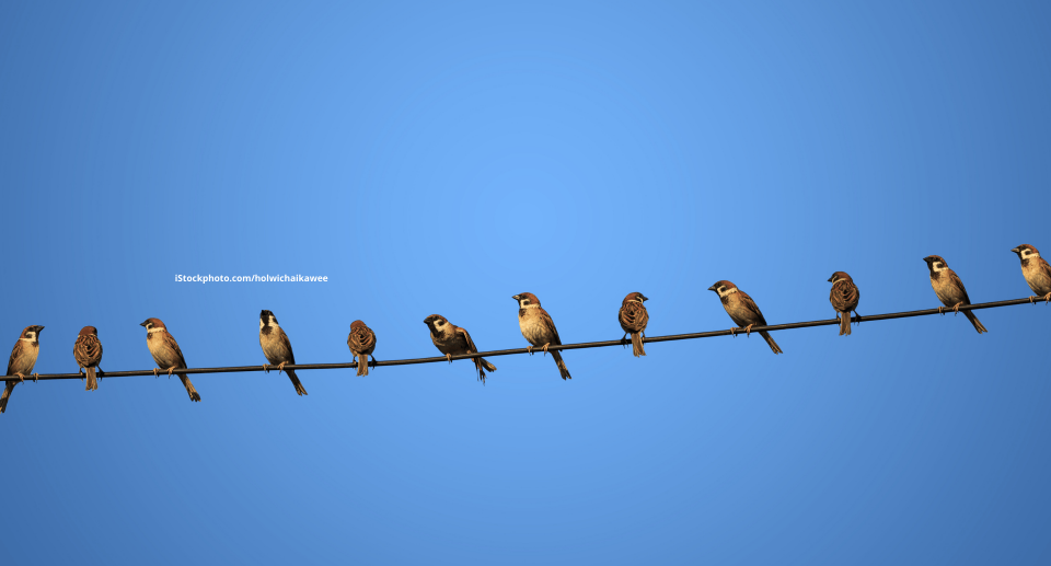 Spatzen, die auf einer Stromleitung sitzen. Der Hintergrund ist ein blauer Himmel.