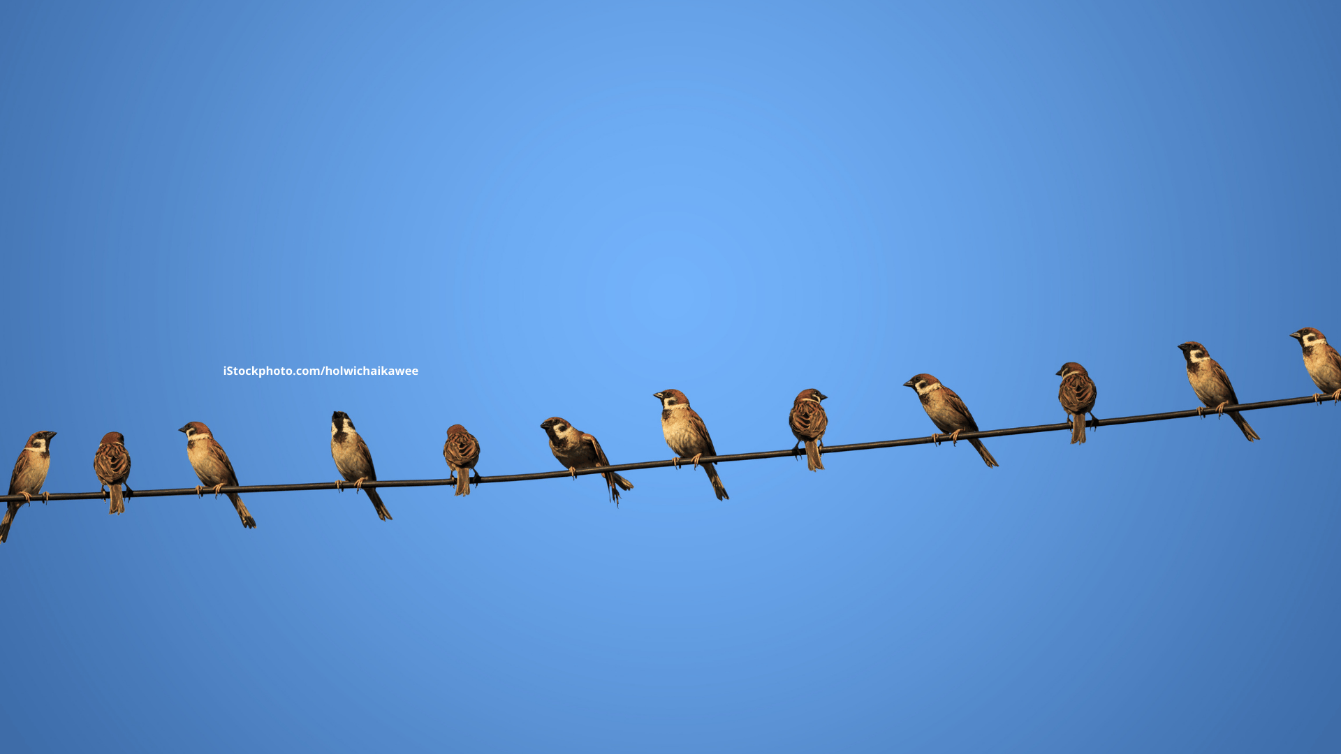 Warum können Vögel auf Stromleitungen sitzen?