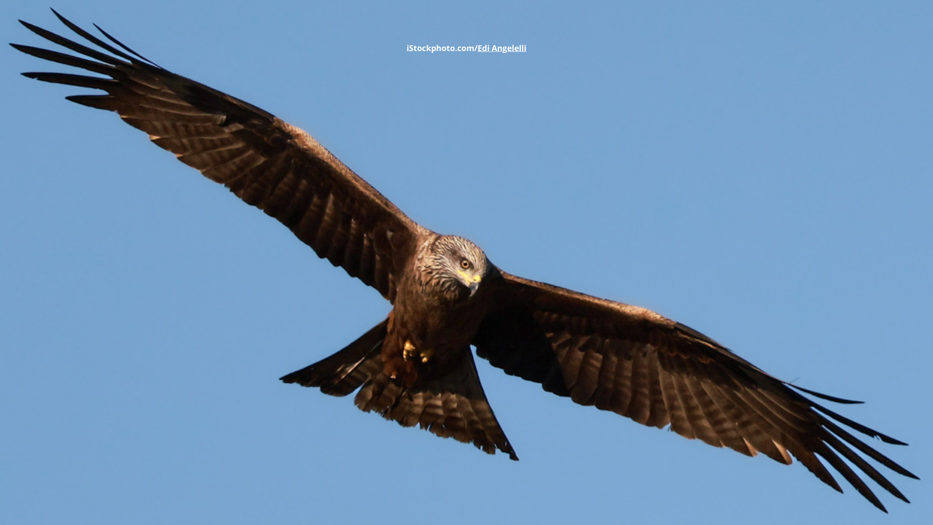 Schwarzmilan: Wachsamer Segler