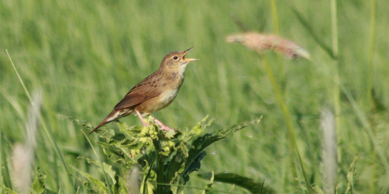 Feldschwirl Vogelart