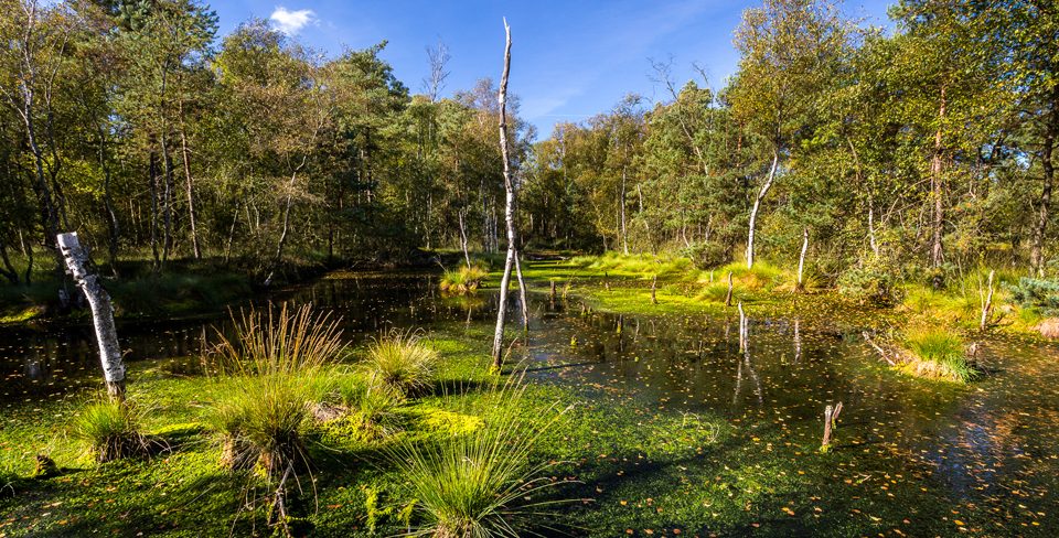 Torf und Federn – Vögel im Moor