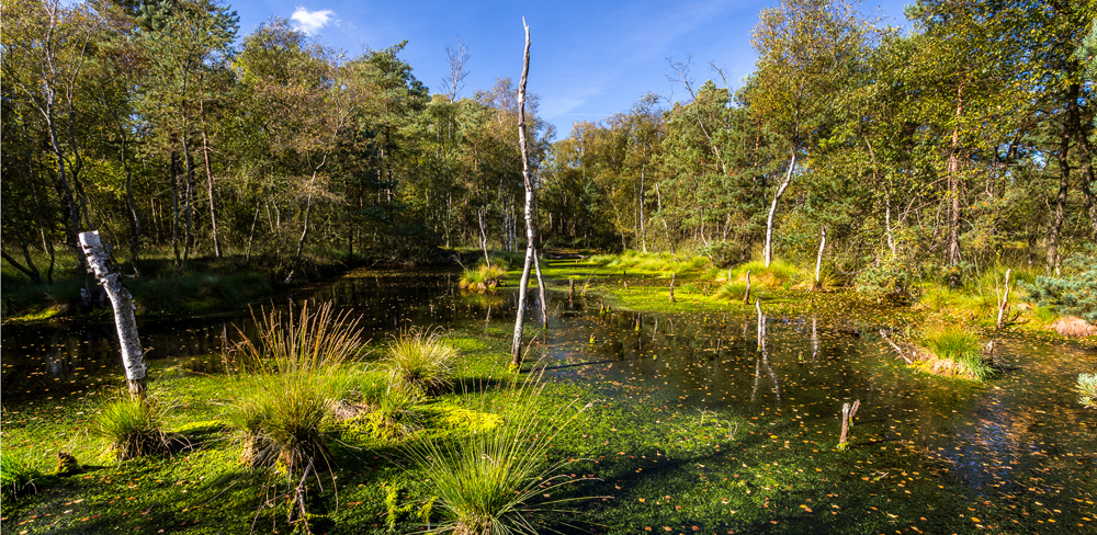 Der Lebensraum Moor für Vögel
