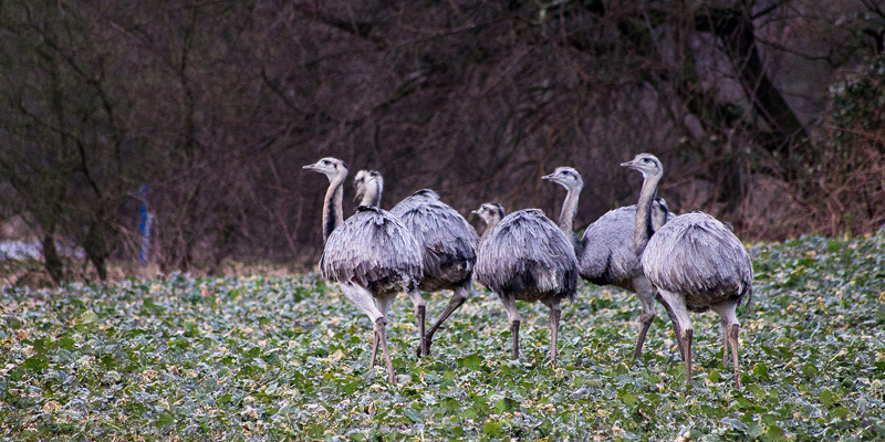 Wilde Nandus – in Norddeutschland