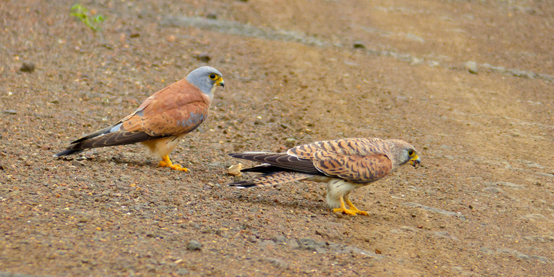 Ro%CC%88telfalke (Falco naumanni)