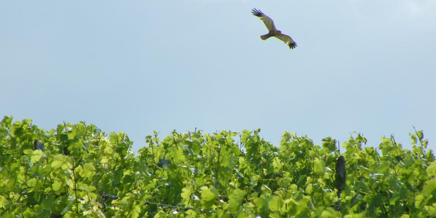 Vogel über einem Weinberg